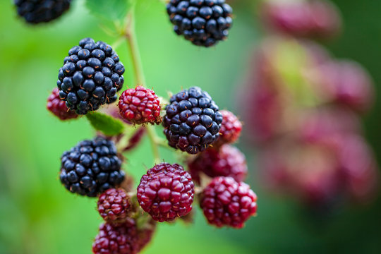 Blackberry berries on a branch close up