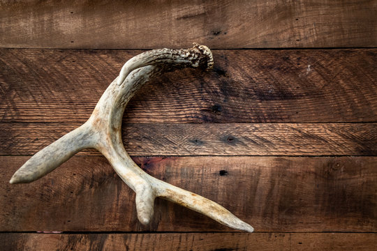 Whitetail antler on rustic wooden background good amount of negative space  for text, logos, or photos