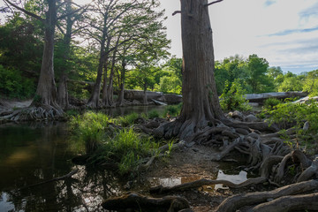 Large trees and roots at McKinney Falls State Park, Austin, Texas 