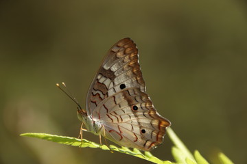 Butterfly on a leaf