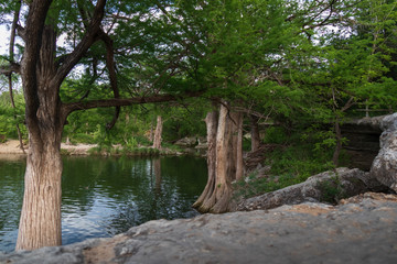 Cypress trees at McKinney Falls State Park, Austin, Texas 