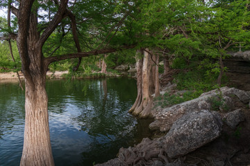 Fototapeta na wymiar Cypress trees at McKinney Falls State Park, Austin, Texas 