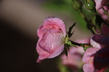 rosebud with morning dew
