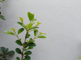 Green tree branches on a white cement wall background