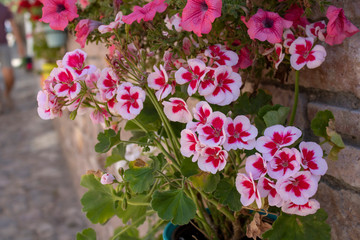 The shoot of Clarkia amoena. The street was standing on the flowerpot.
