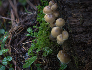 close up of mushroom