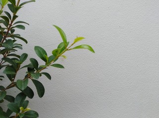 Green tree branches on a white cement wall background