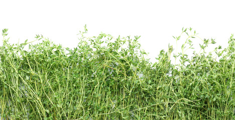 Fresh oregano on white background