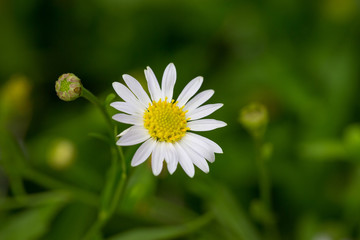 Little white daisy flower with green bokeh