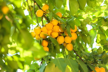 Branch with ripe apricots on summer day