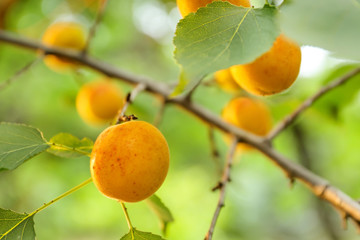 Branch with ripe apricots on summer day