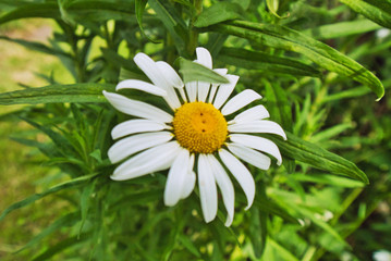 Fototapeta premium Margeriten