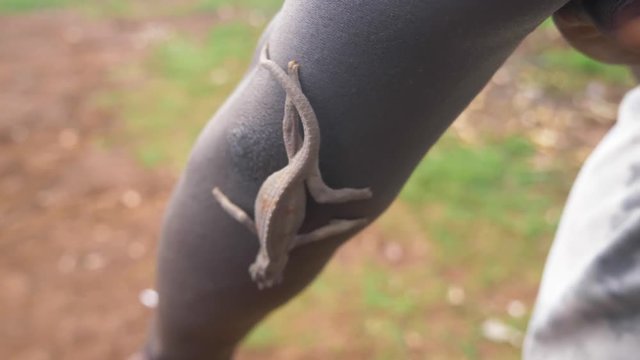 A slow motion shot of a chameleon climbing down the arm of an African in a rural community.