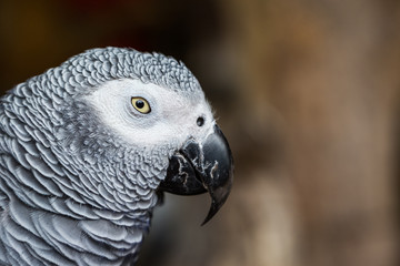 Close up of African Gray Parrot