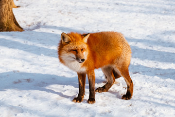 A Cute foxes on the snow during winter season in Zao fox village, Miyagi, Japan