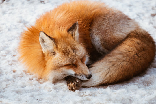 7 550 Best Sleeping Fox Images Stock Photos Vectors Adobe Stock 7 550 Best Sleeping Fox Images Stock Photos Vectors Adobe Stock