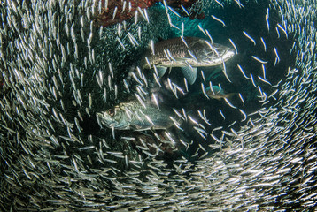A huge school of silverrsides which are small fish have inhabited a cavern in the Cayman Islands. Their abundance of life attracts bigger fish like tarpon who spend the day feeding on the small fish