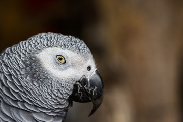 Close up of African Gray Parrot