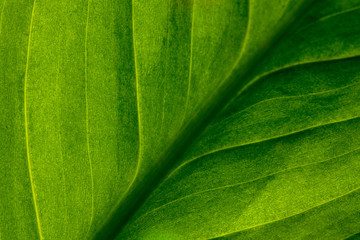 Abstrakter grüner gestreifter Naturhintergrund, Weinleseton. grünes strukturiertes Blatt der Pflanze. natürlicher Öko-Hintergrund.