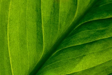 Abstrakter grüner gestreifter Naturhintergrund, Weinleseton. grünes strukturiertes Blatt der Pflanze. natürlicher Öko-Hintergrund. © skif