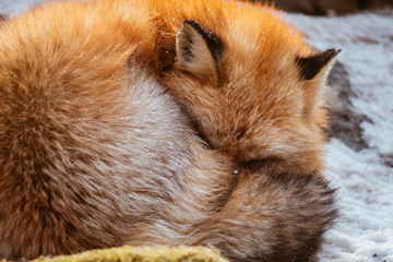 A Cute foxes Sleep on the snow during winter season in Zao fox village, Miyagi, Japan