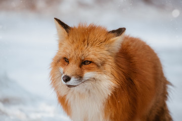 A Cute foxes on the snow during winter season in Zao fox village, Miyagi, Japan