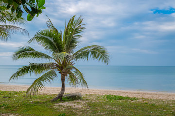 Fototapeta na wymiar Coconut palms on the beach and sky