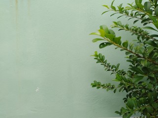 abstract background witGreen tree branches on a white cement wall backgroundh green leaves