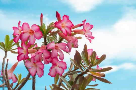 Fresh Pink Desert Rose, Mock Azalea, Pinkbignonia Or Impala Lily Flowers On Blue Sky  Background.