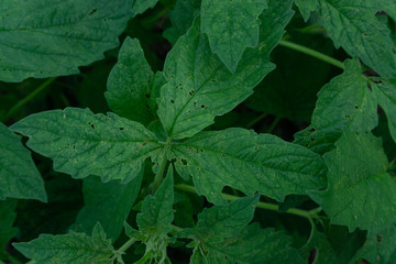  Green sesame leaf growing in the tree white sesame tree agriculture plant.