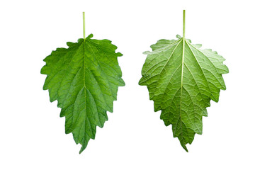 sesame leaves or perilla leaf isolated on white background.