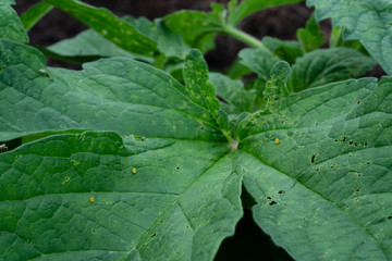 close up green sesame leaf growing in the tree white sesame tree agriculture plant,perilla leaves.