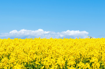 Obraz premium 【青森県横浜町】北国の春、菜の花の絨毯