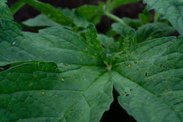close up green sesame leaf growing in the tree white sesame tree agriculture plant,perilla leaves.