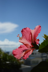 空を向く南国沖縄の赤いハイビスカス
