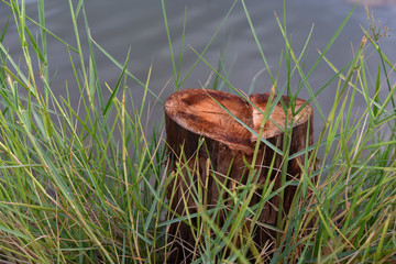 deforestation, cutting tree near the lake.