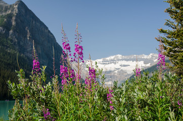 Purple wildflowers
