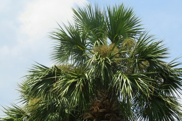 Fototapeta na wymiar Palm tree top on blue sky background