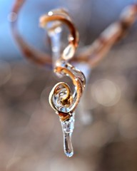 Musical Ice