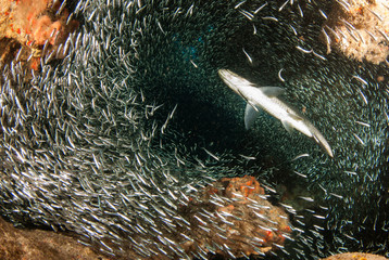 A huge school of silverrsides which are small fish have inhabited a cavern in the Cayman Islands. Their abundance of life attracts bigger fish like tarpon who spend the day feeding on the small fish