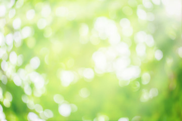 Plakat Abstract nature background. Green bokeh nature. Green bokeh out of focus background from nature forest.