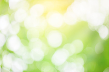 Obraz premium Abstract nature background. Green bokeh nature. Green bokeh out of focus background from nature forest.