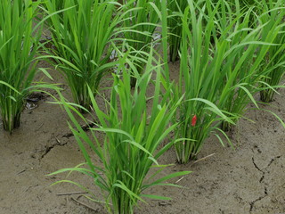 Obraz premium 田んぼの風景