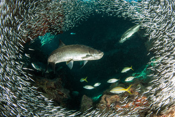 A huge school of silverrsides which are small fish have inhabited a cavern in the Cayman Islands. Their abundance of life attracts bigger fish like tarpon who spend the day feeding on the small fish