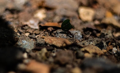 Hard-working ants in the Panama National Park