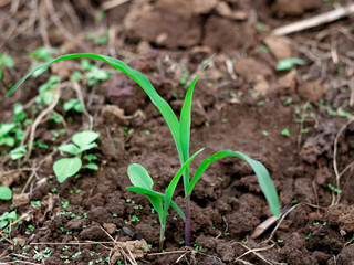 young corn plant growing on fertile soil