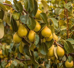 Branch full of pears in an orchard