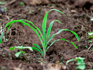 young corn plant growing on fertile soil