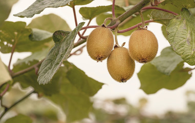 Natural Kiwi fruits that ripen on tree branches