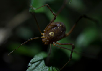 Araña